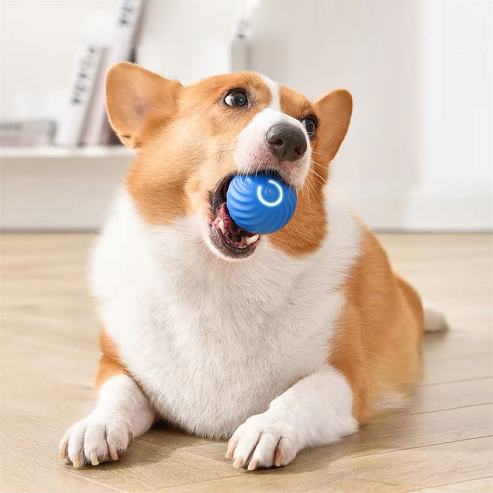 Interaktivna pametna žoga za hišne ljubljenčke